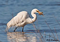 Ardea alba